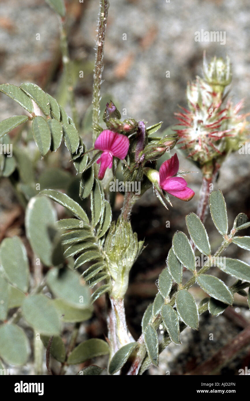 Onobrychis caput-galli (Onobrychis caput-galli), blooming, Greece, Peloponnes Stock Photo