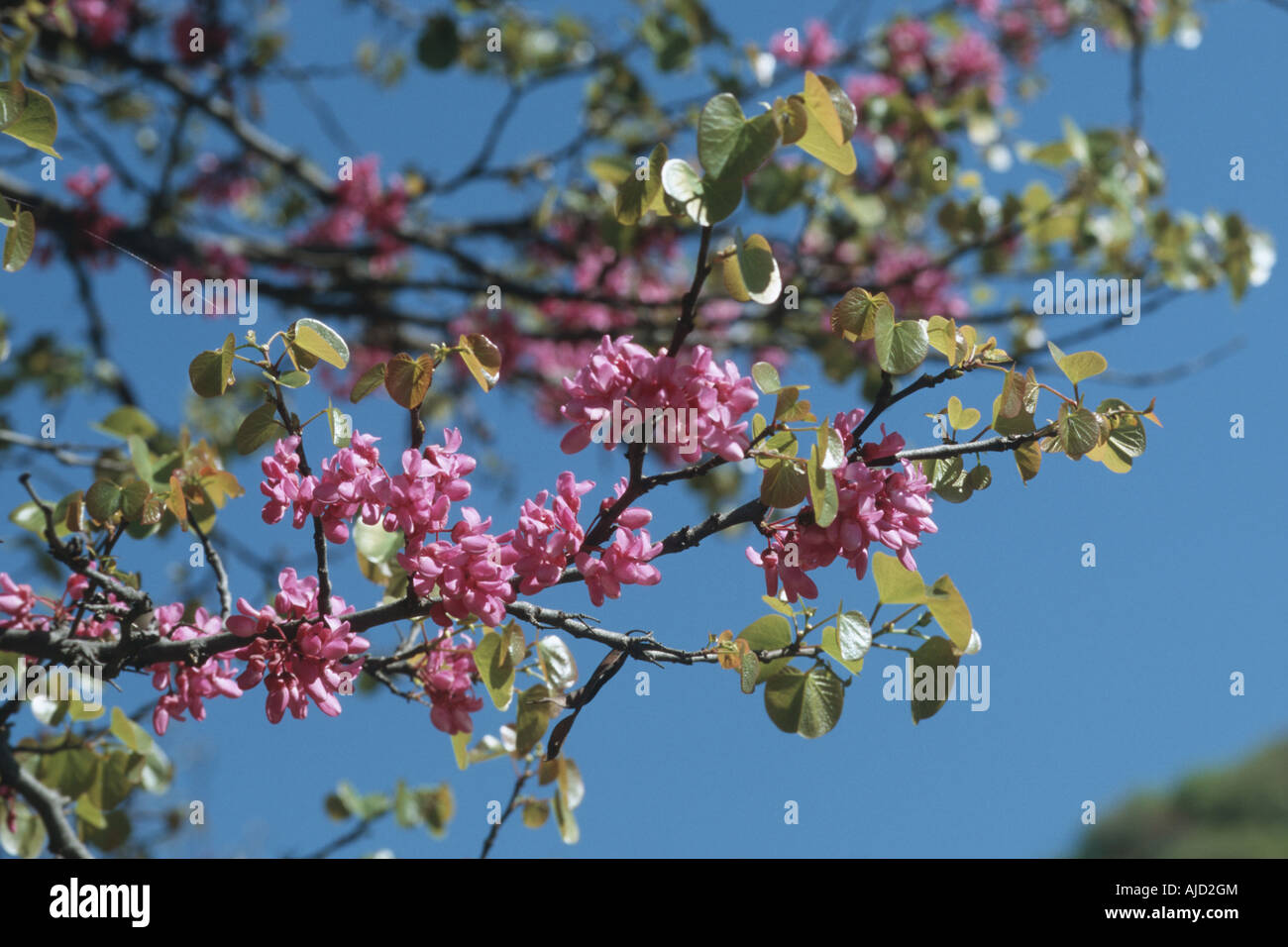 judas tree (Cercis siliquastrum), blooming, Greece, Peloponnes Stock Photo