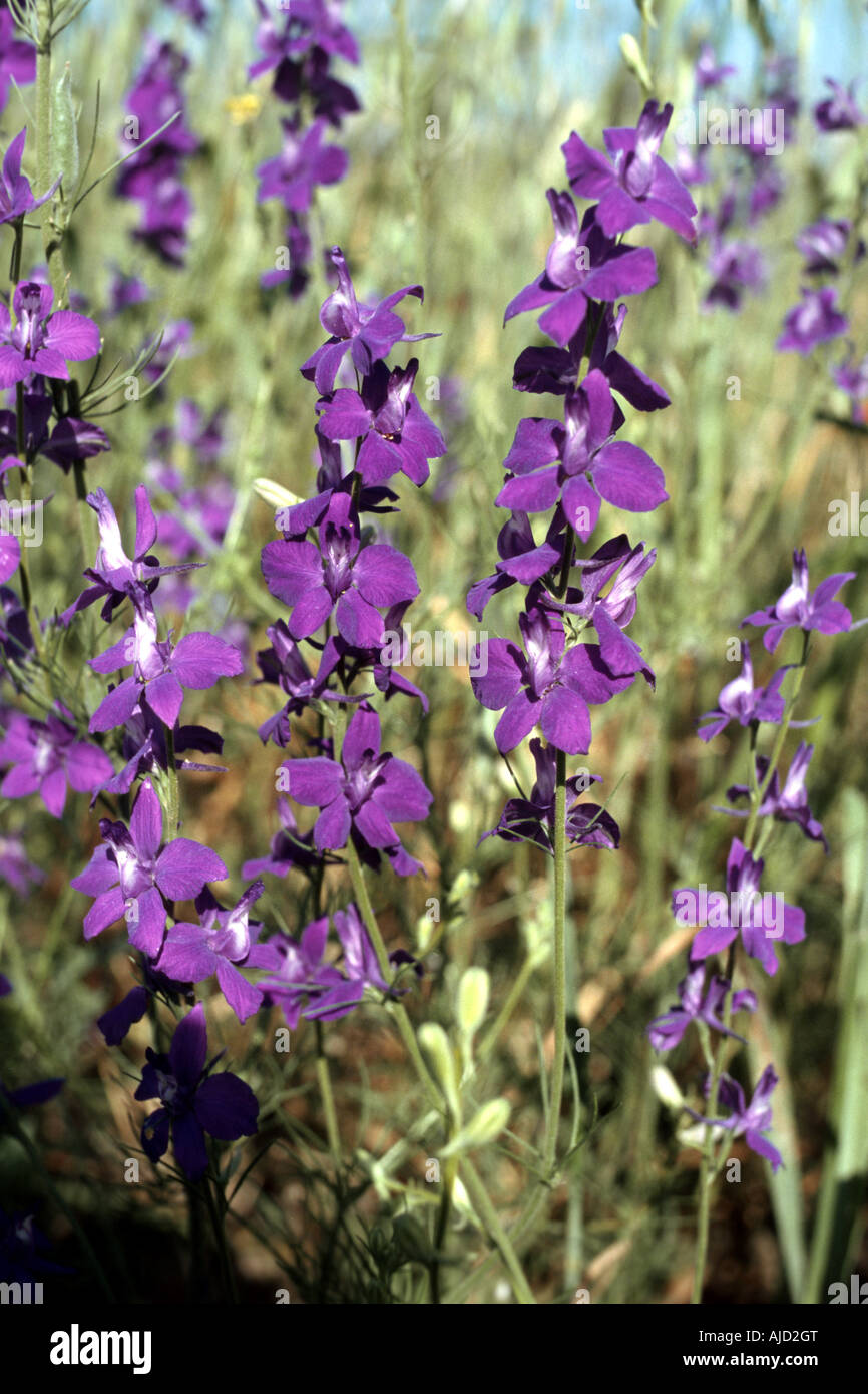forking larkspur, field larkspur (Consolida regalis, Delphinium consolida), blooming, Greece Stock Photo