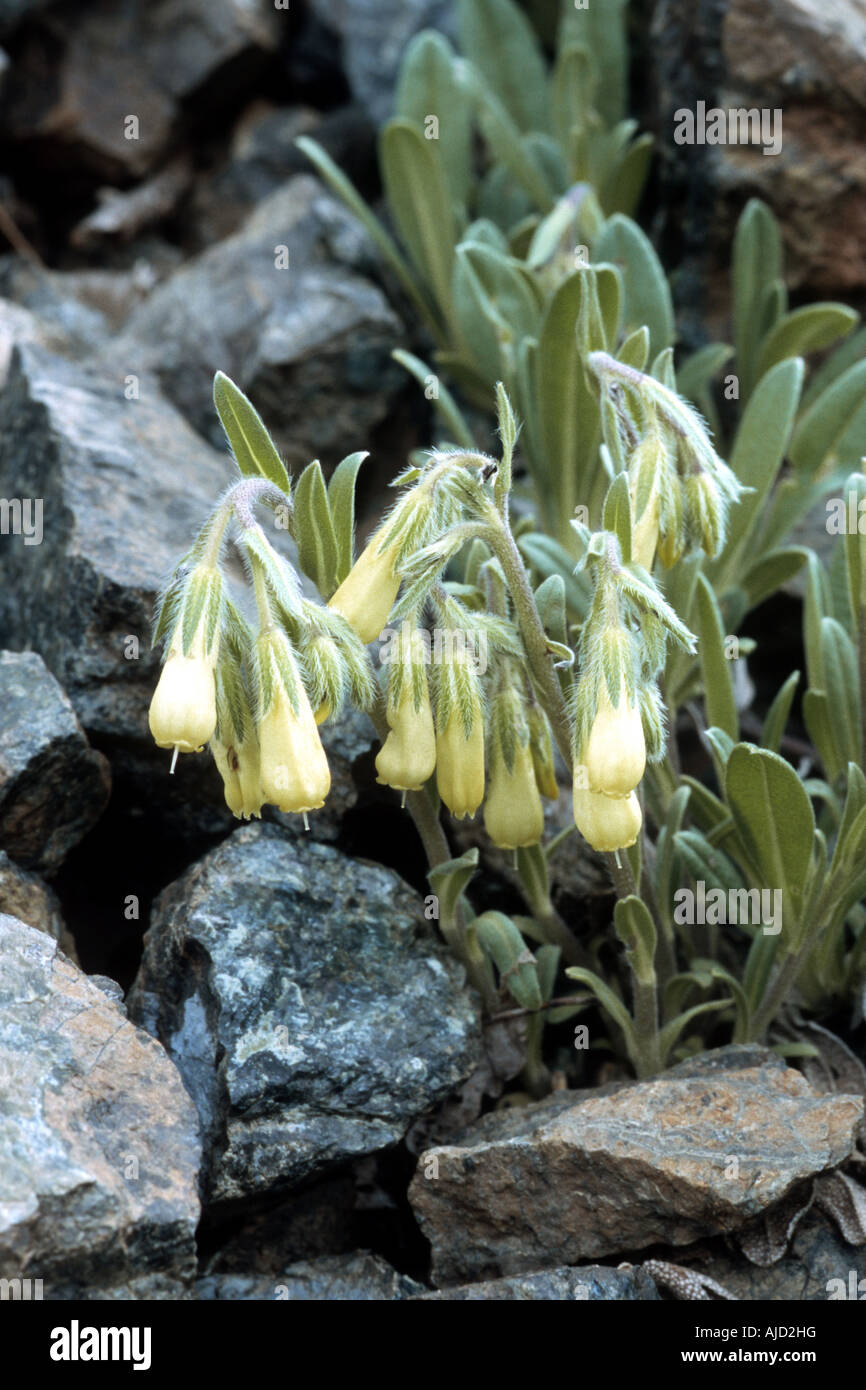 Onosma pygmaeum (Onosma pygmaeum), blooming, Greece Stock Photo