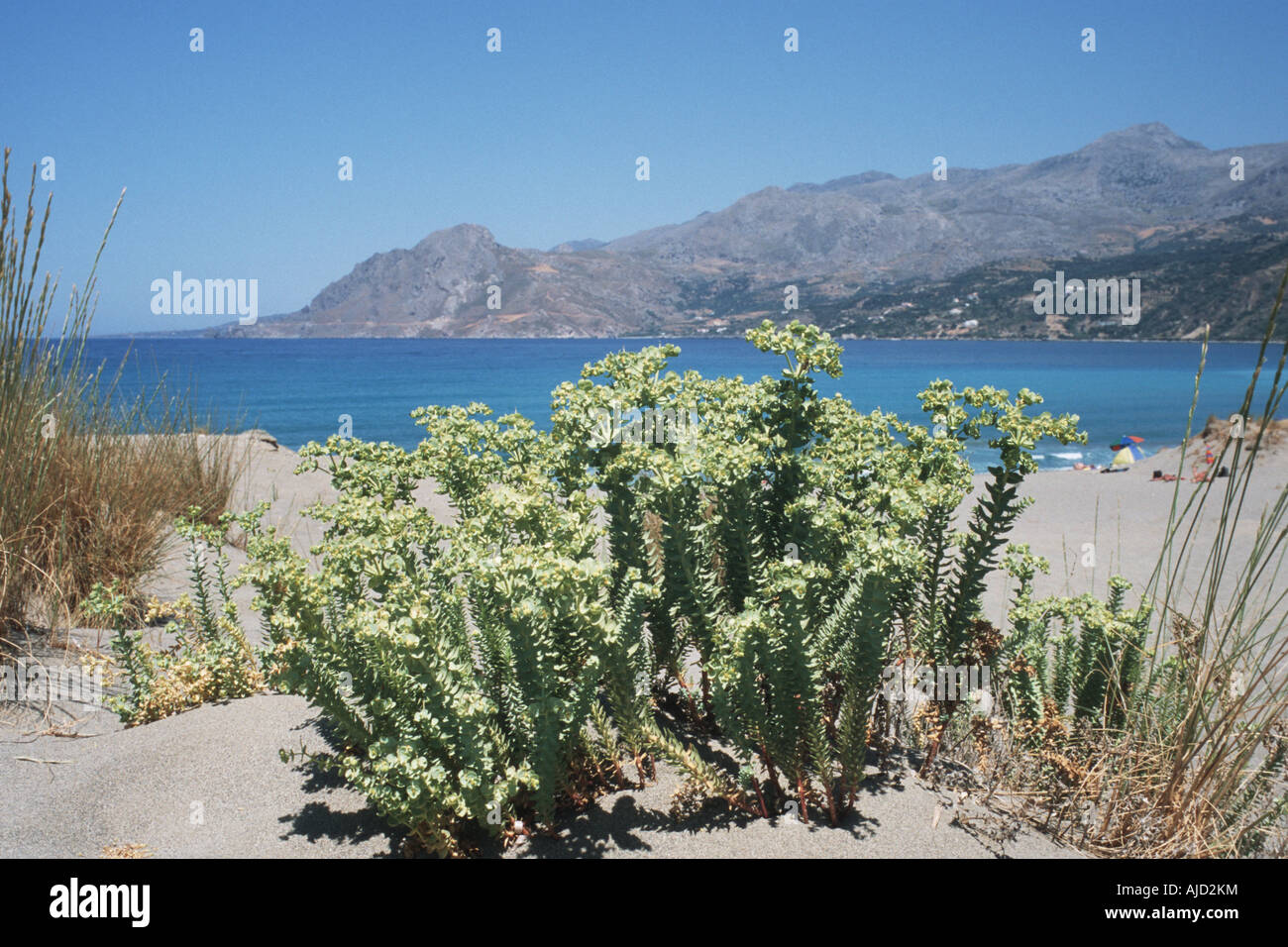 sea spurge (Euphorbia paralias), on dunes, Greece, Creta Stock Photo