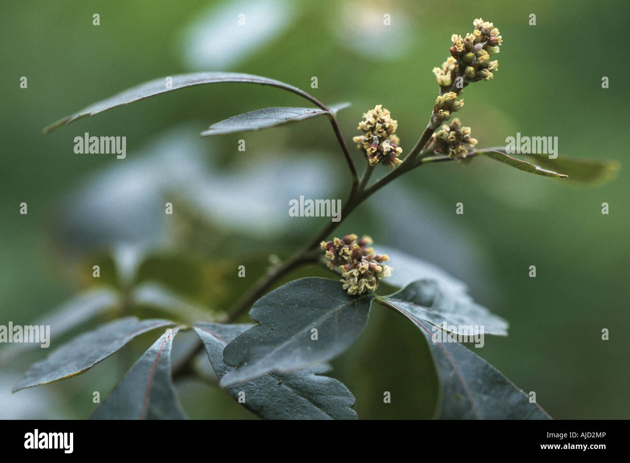 Sweet Sumach, Fragrant Sumac (Rhus aromatica), blooming Stock Photo Alamy