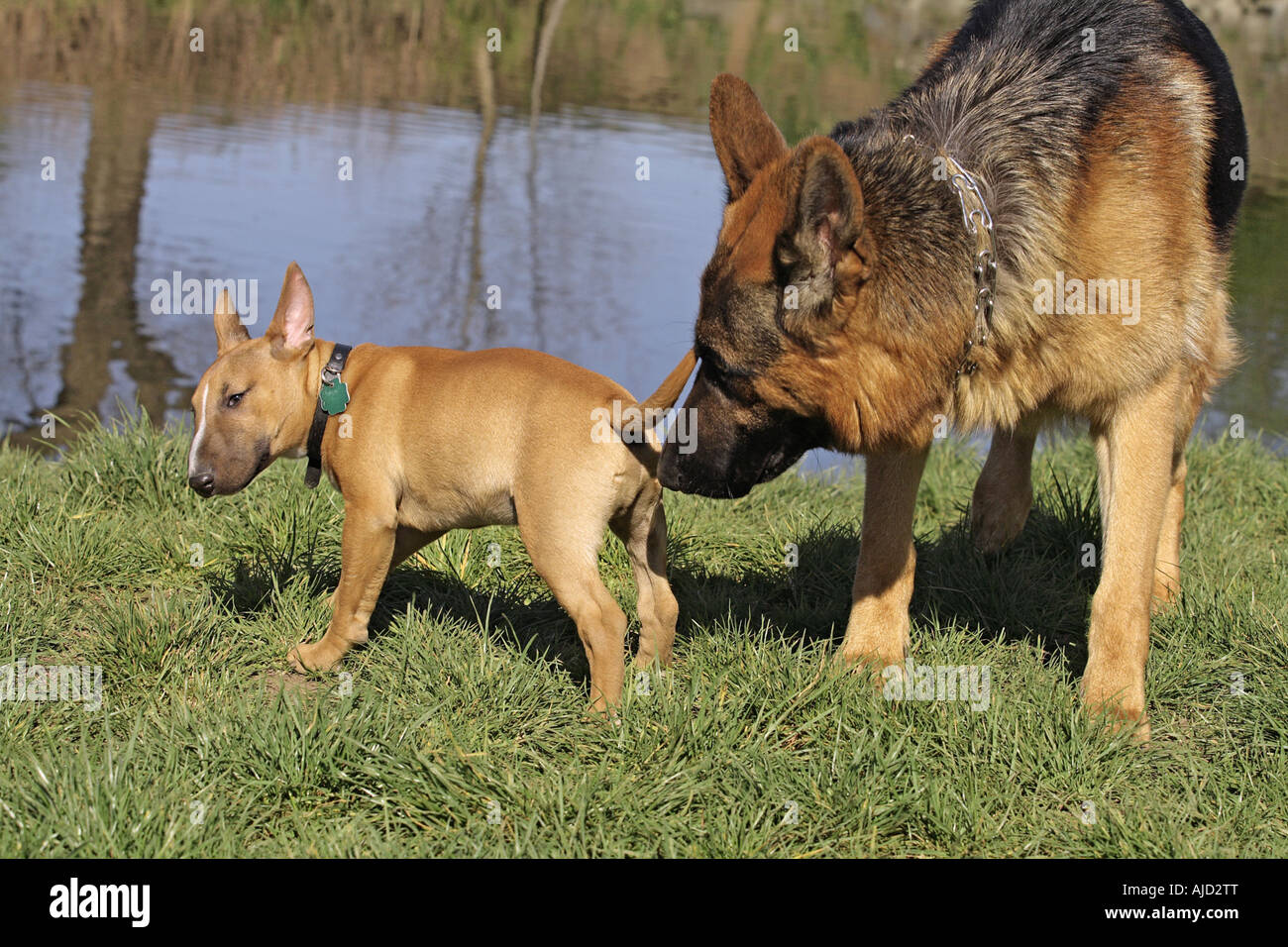 German Shepherd Dog (Canis lupus f. familiaris), sniffing at rear side of a Bull Terrier Stock Photo
