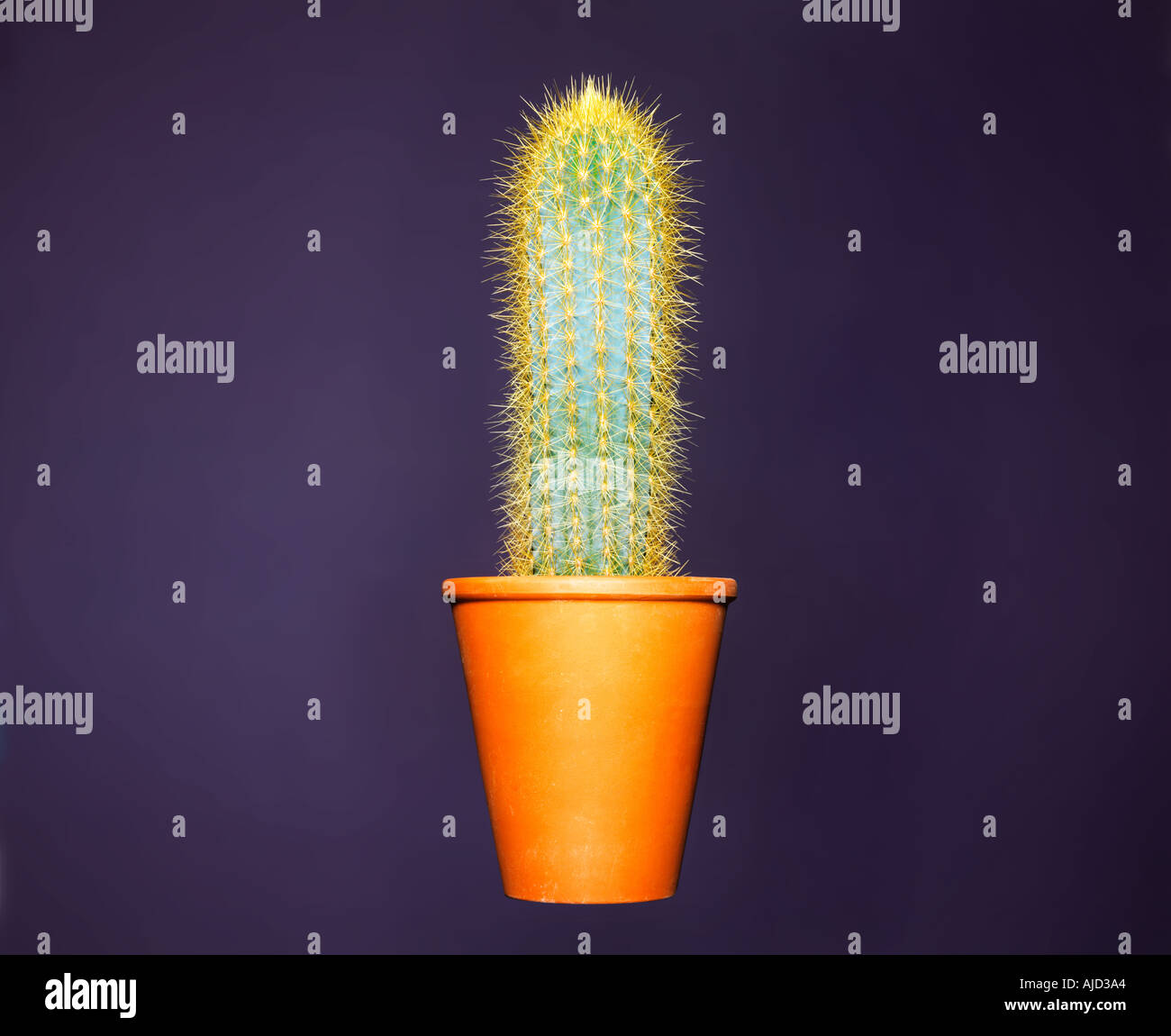 cactus in pot Stock Photo