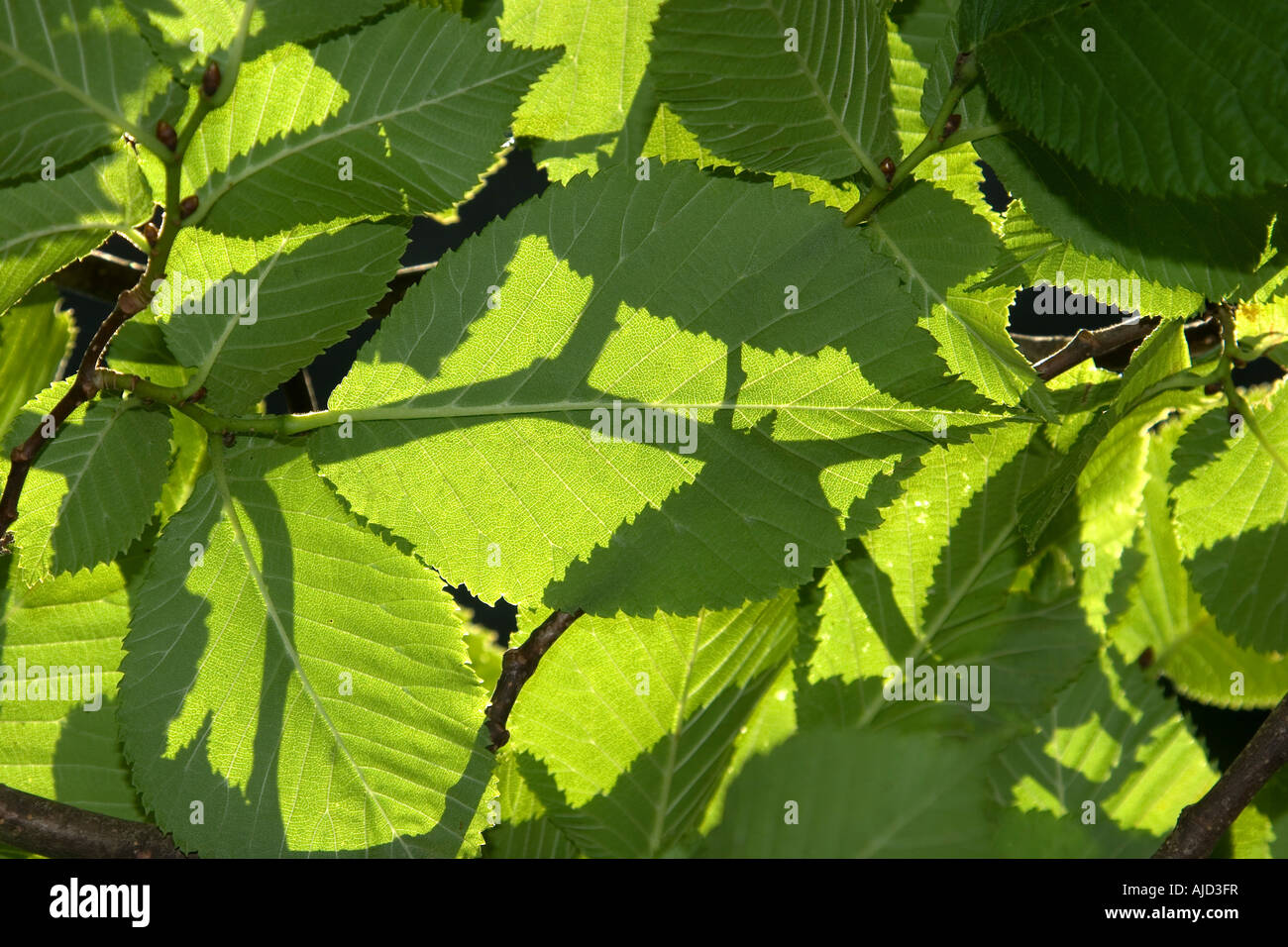Scotch elm, wych elm (Ulmus glabra, Ulmus scabra), leaves in back-light, Germany, Bavaria Stock Photo