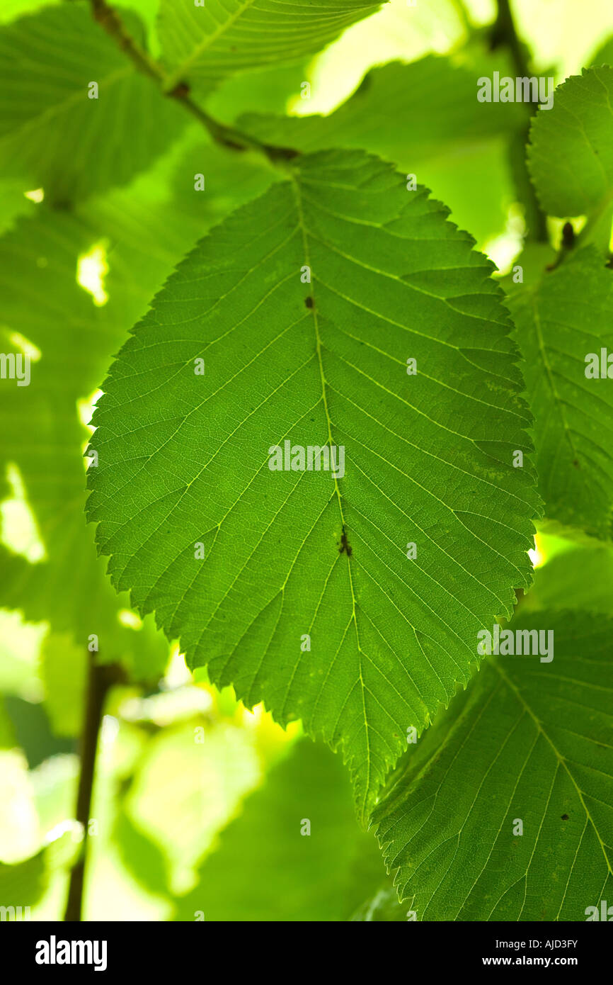 Scotch elm, wych elm (Ulmus glabra, Ulmus scabra), leaves in backlight, Germany, Bavaria Stock Photo