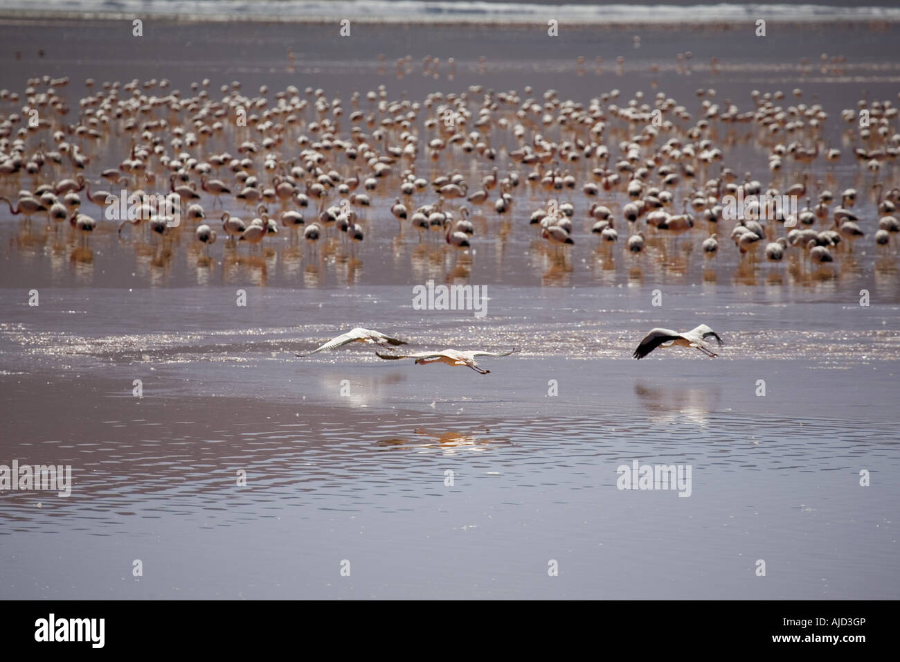 flamingos and allies (Phoenicopteriformes), in Laguna Colorada, Bolivia Stock Photo