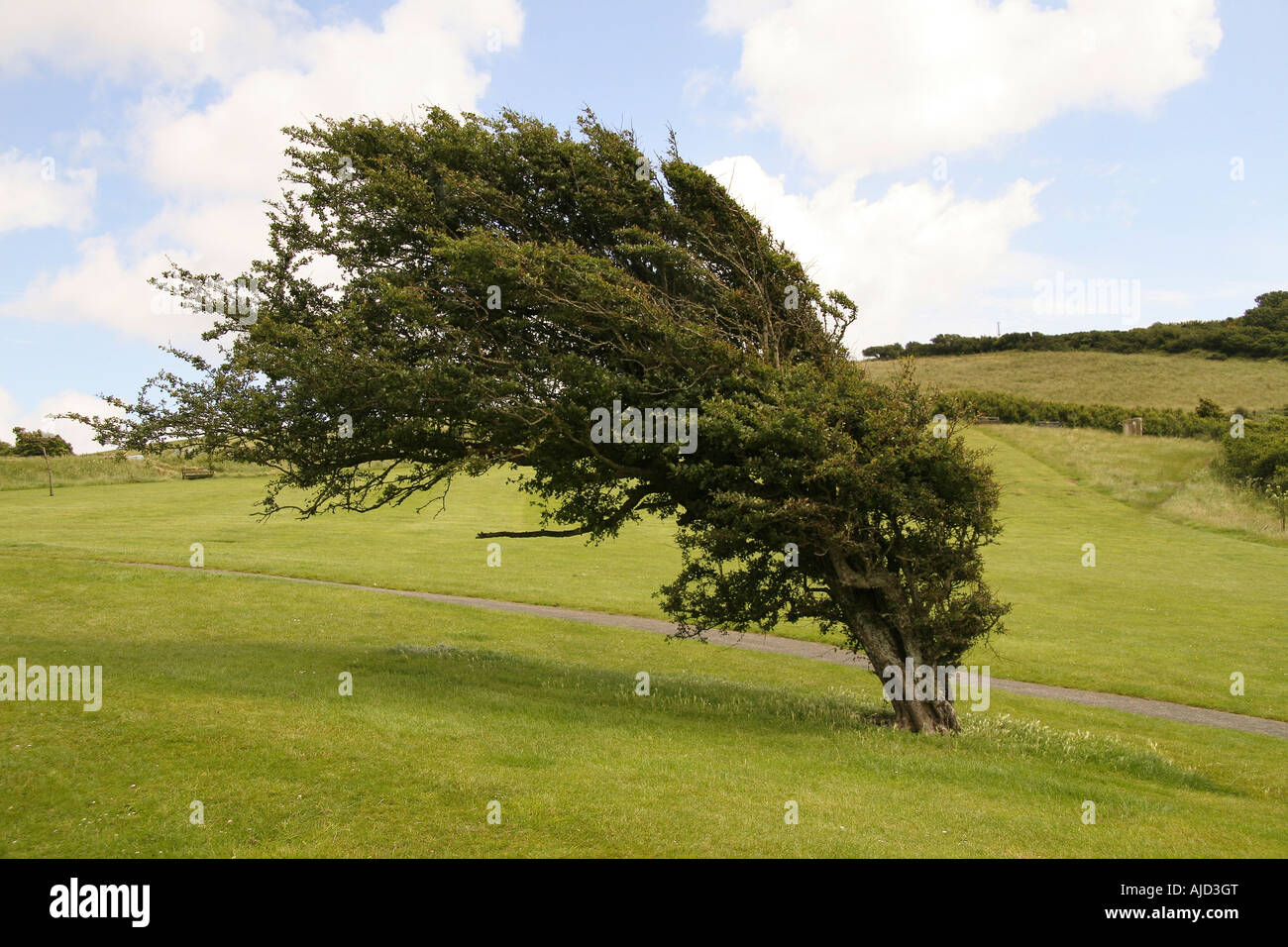 Wind blown tree hi-res stock photography and images - Alamy