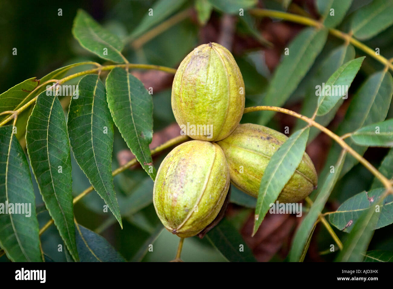 Pecans grow on the tree in Georgia Stock Photo