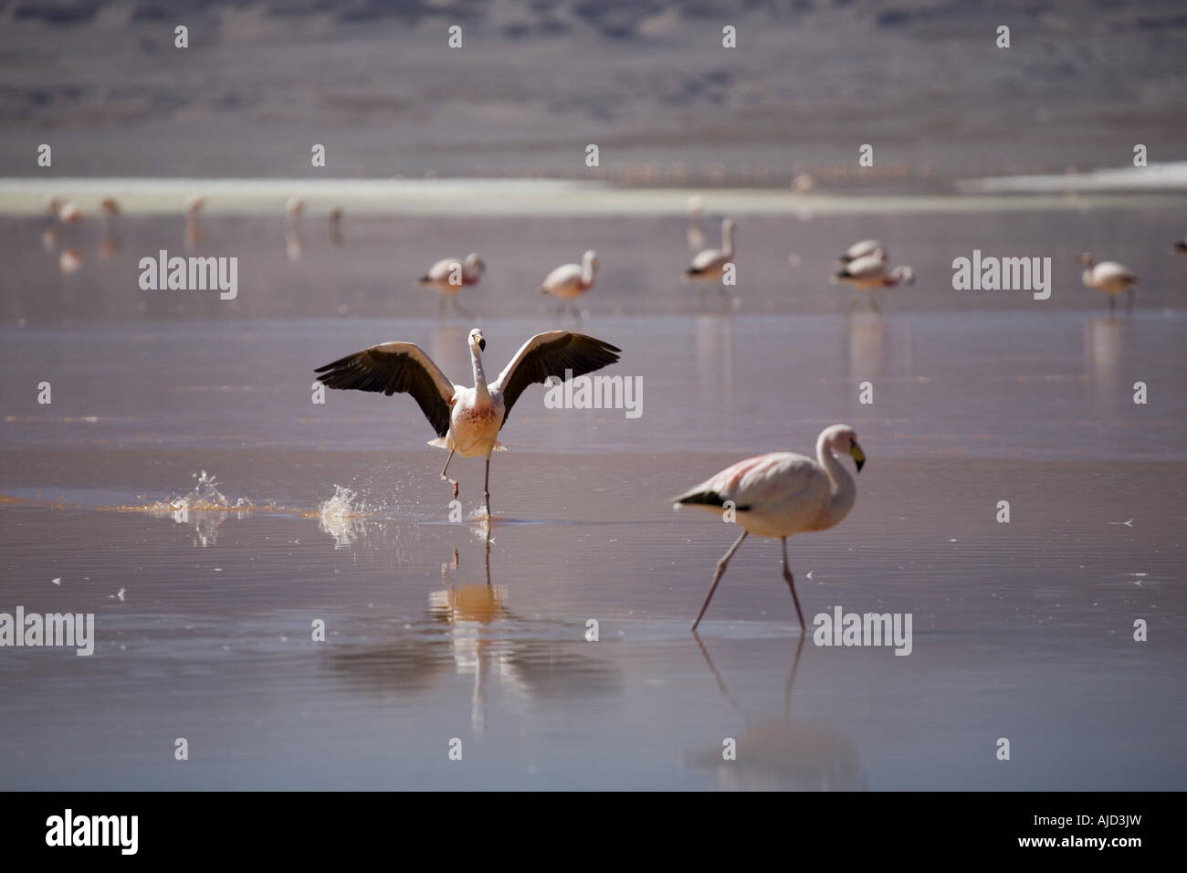 Andean flamingo (Phoenicoparrus andinus), n Laguna Colorada, Bolivia Stock Photo
