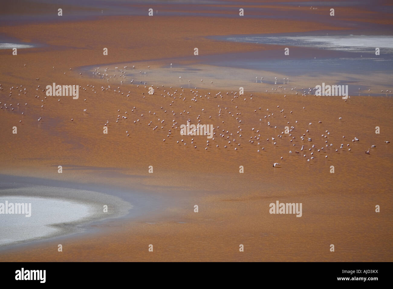 flamingos and allies (Phoenicopteriformes), flamingos in Laguna Colorada, Bolivia Stock Photo