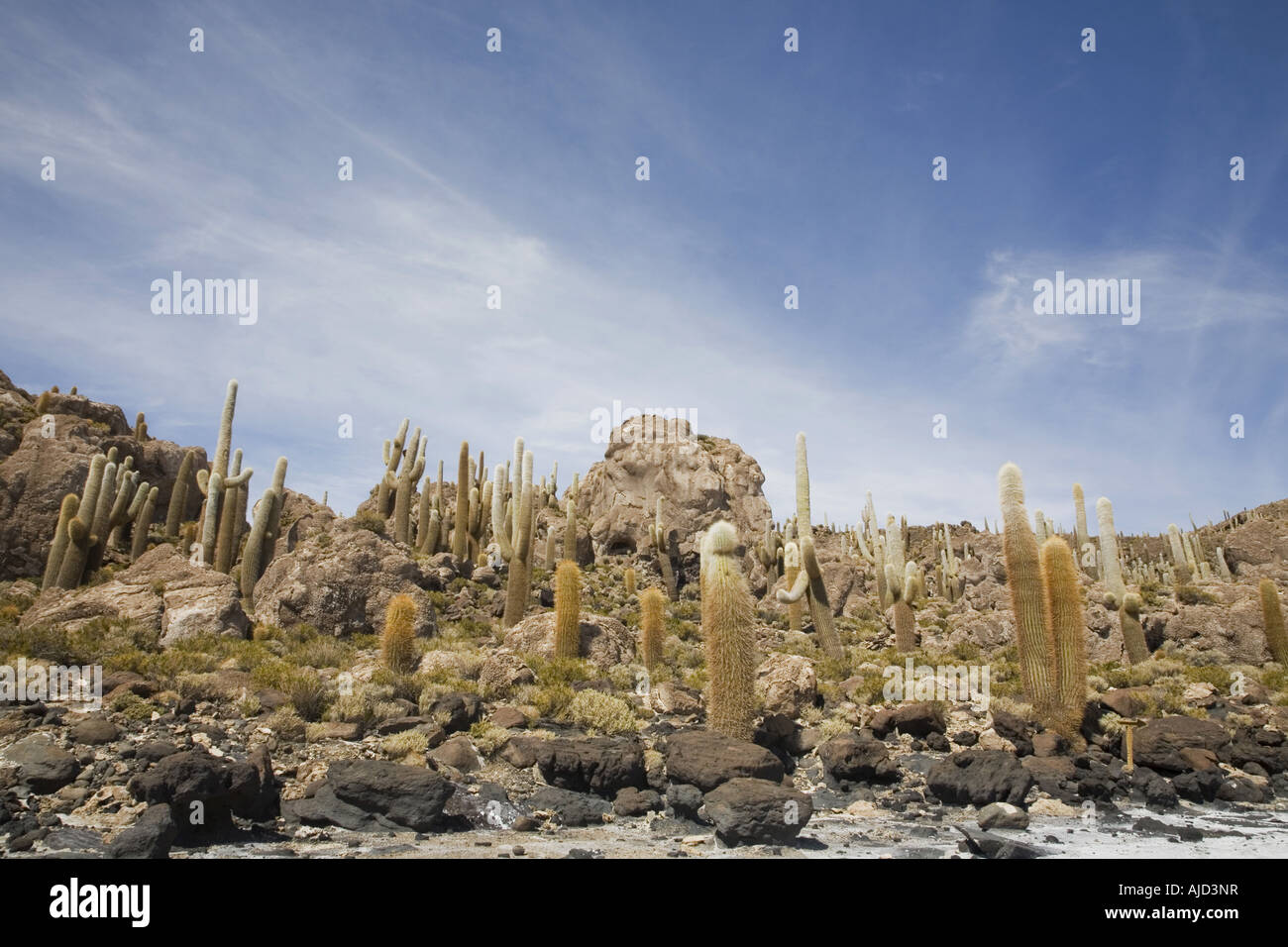 column cactus on Isla Incahuasi of Salar de Uyuni, Bolivia Stock Photo