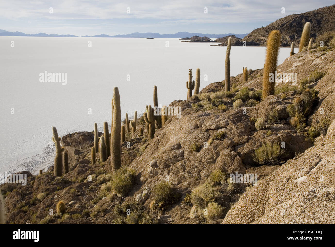 column cactus on Isla de Pescado of Salar de Uyuni, Bolivia Stock Photo