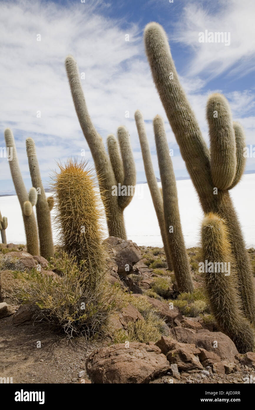 column cactus on Isla de Pescado of Salar de Uyuni, Bolivia Stock Photo