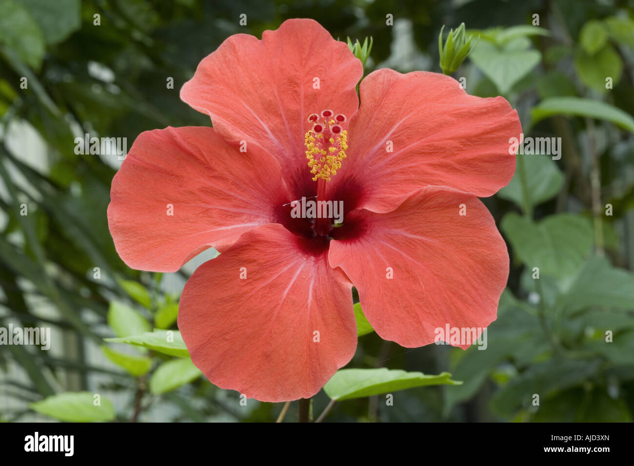 Chinese hibiscus (Hibiscus rosa-sinensis), red flower Stock Photo