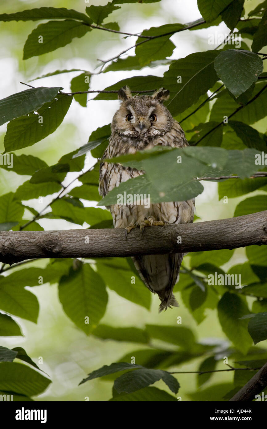 great grey owl (Strix nebulosa), sitting on a tree, Germany Stock Photo