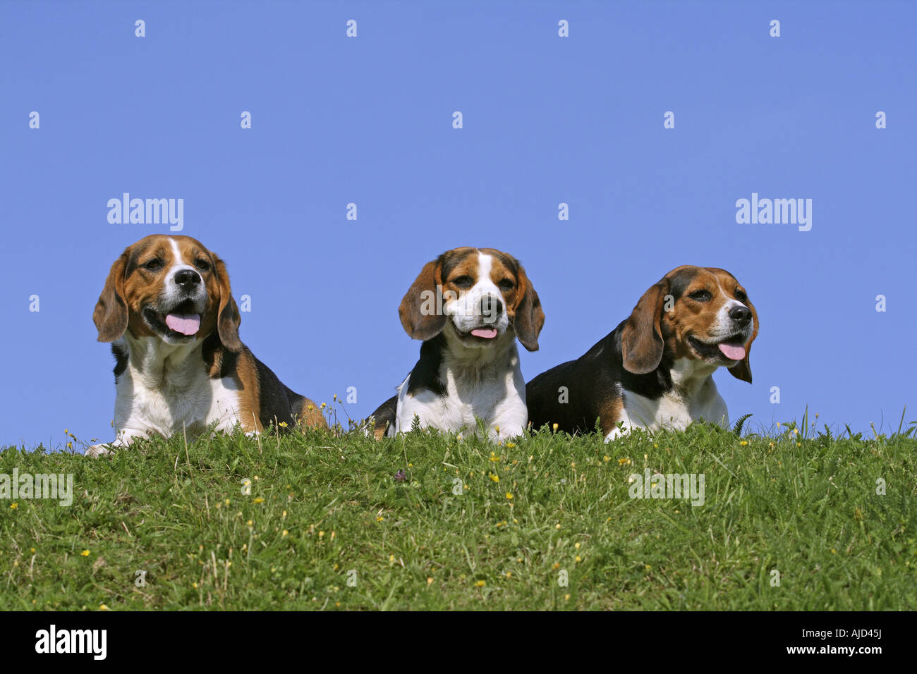 Beagles (Canis lupus f. familiaris), three dogs lying side by side in a meadow Stock Photo