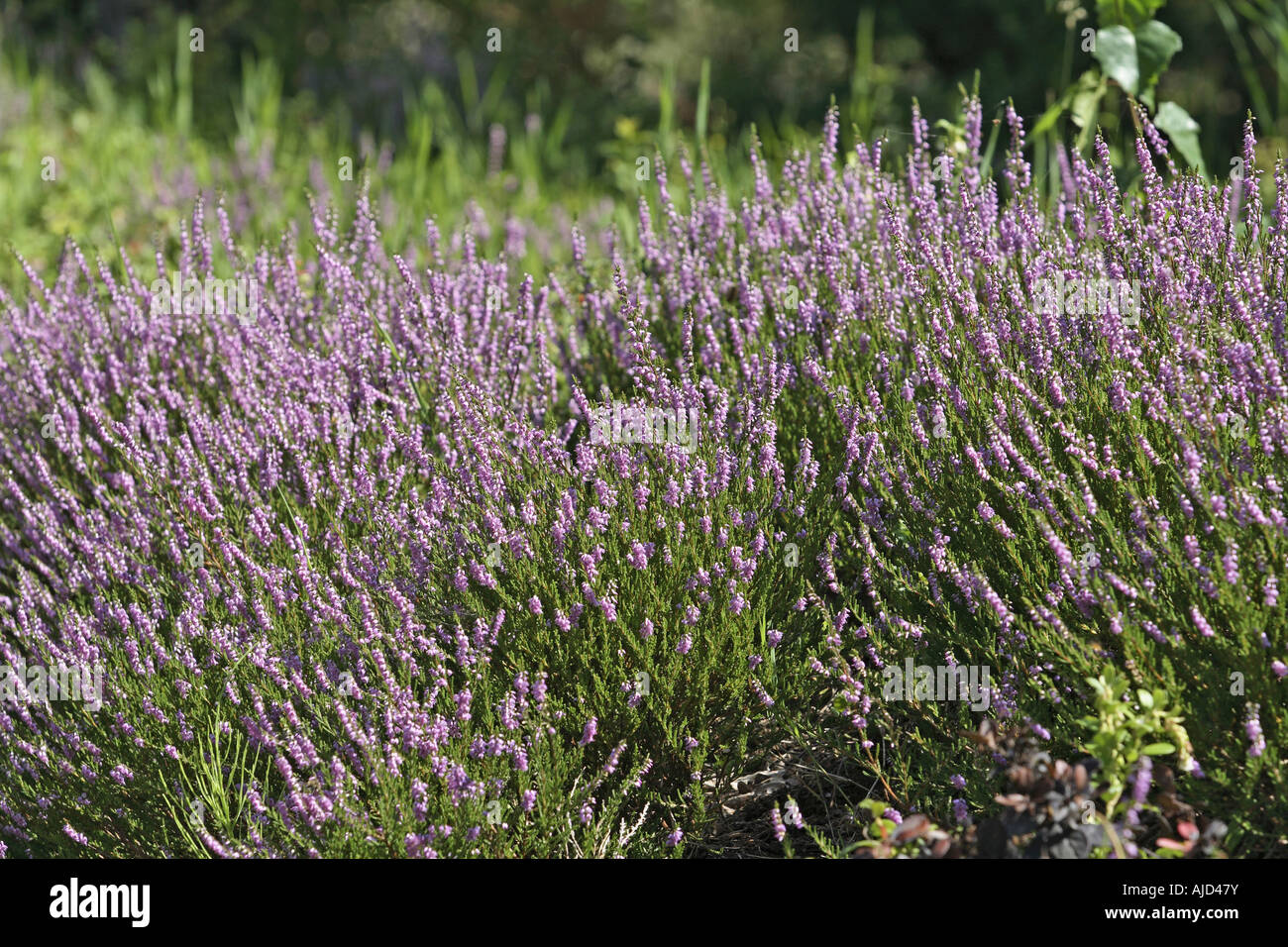 heather, ling (Calluna vulgaris), blooming Stock Photo