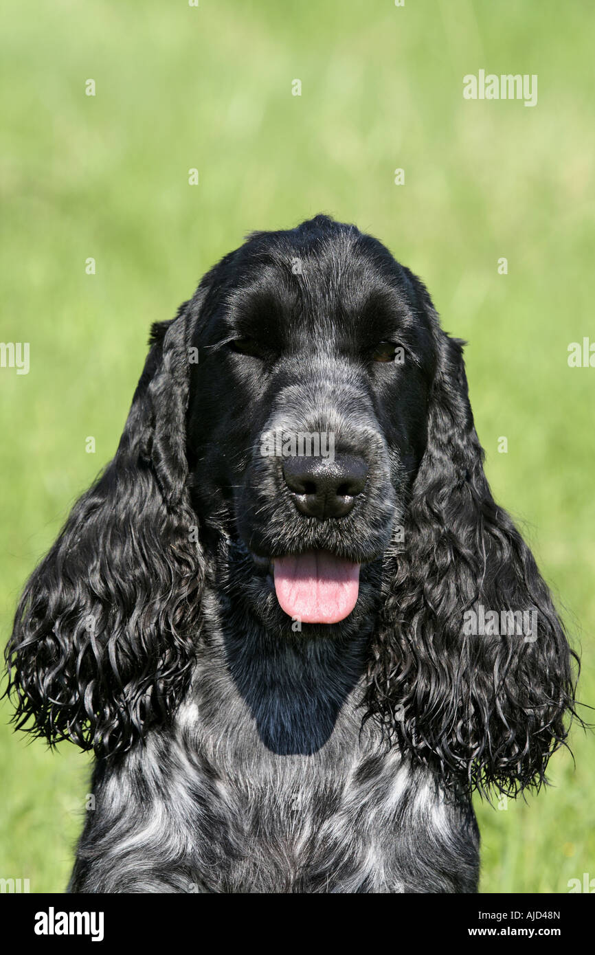 English Cocker Spaniel (Canis lupus f. familiaris), one year old she-dog,  blue roan coloured, portrait Stock Photo - Alamy, image size:866x1390
