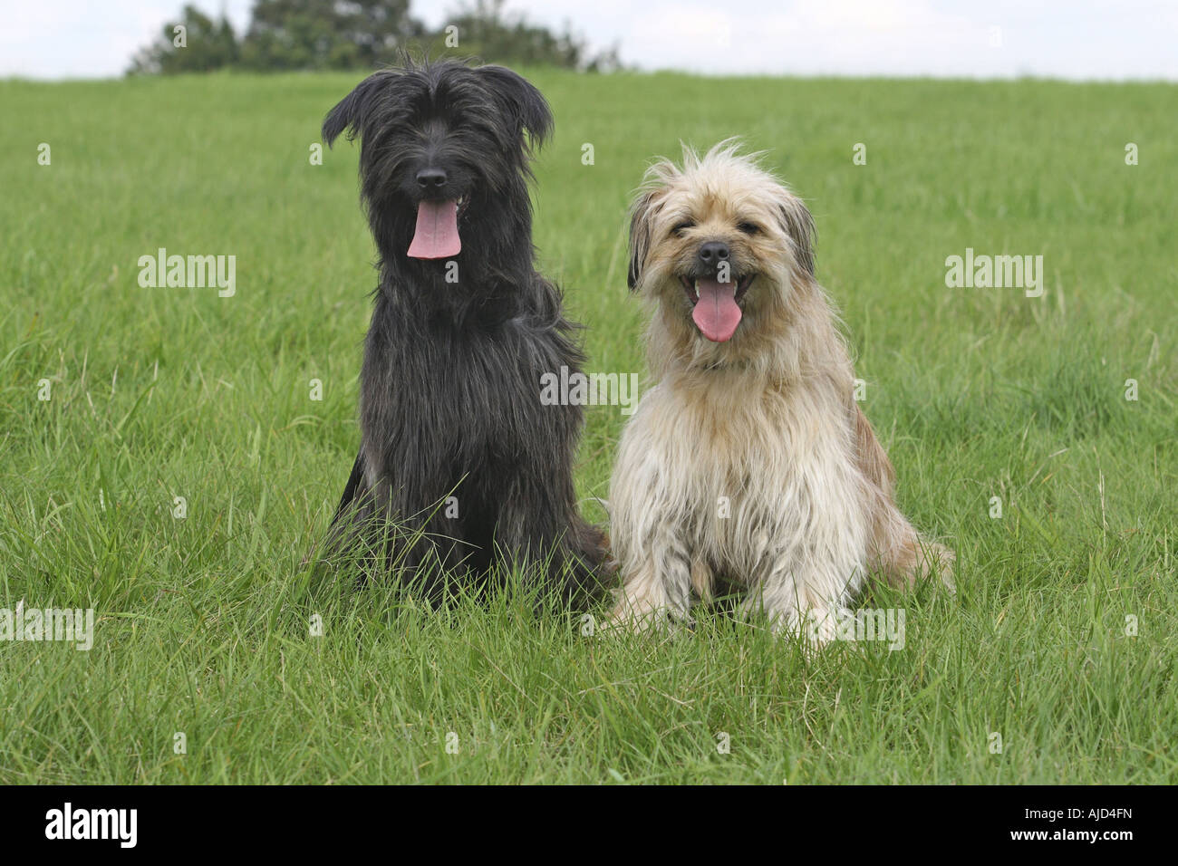 A black sheepdog hi-res stock photography and images - Alamy