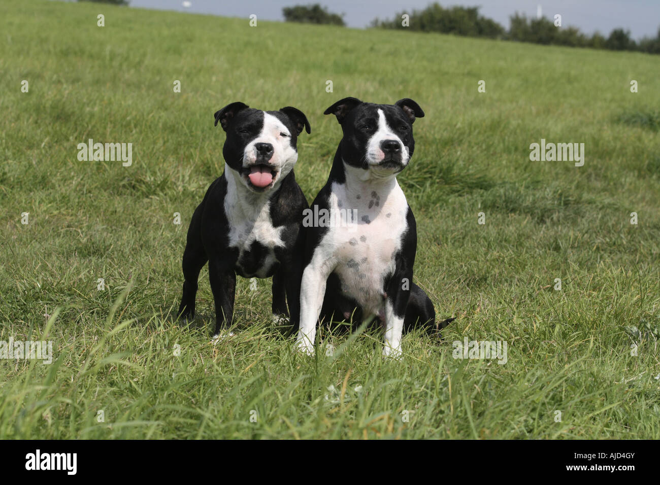 two staffordshire bull terriers