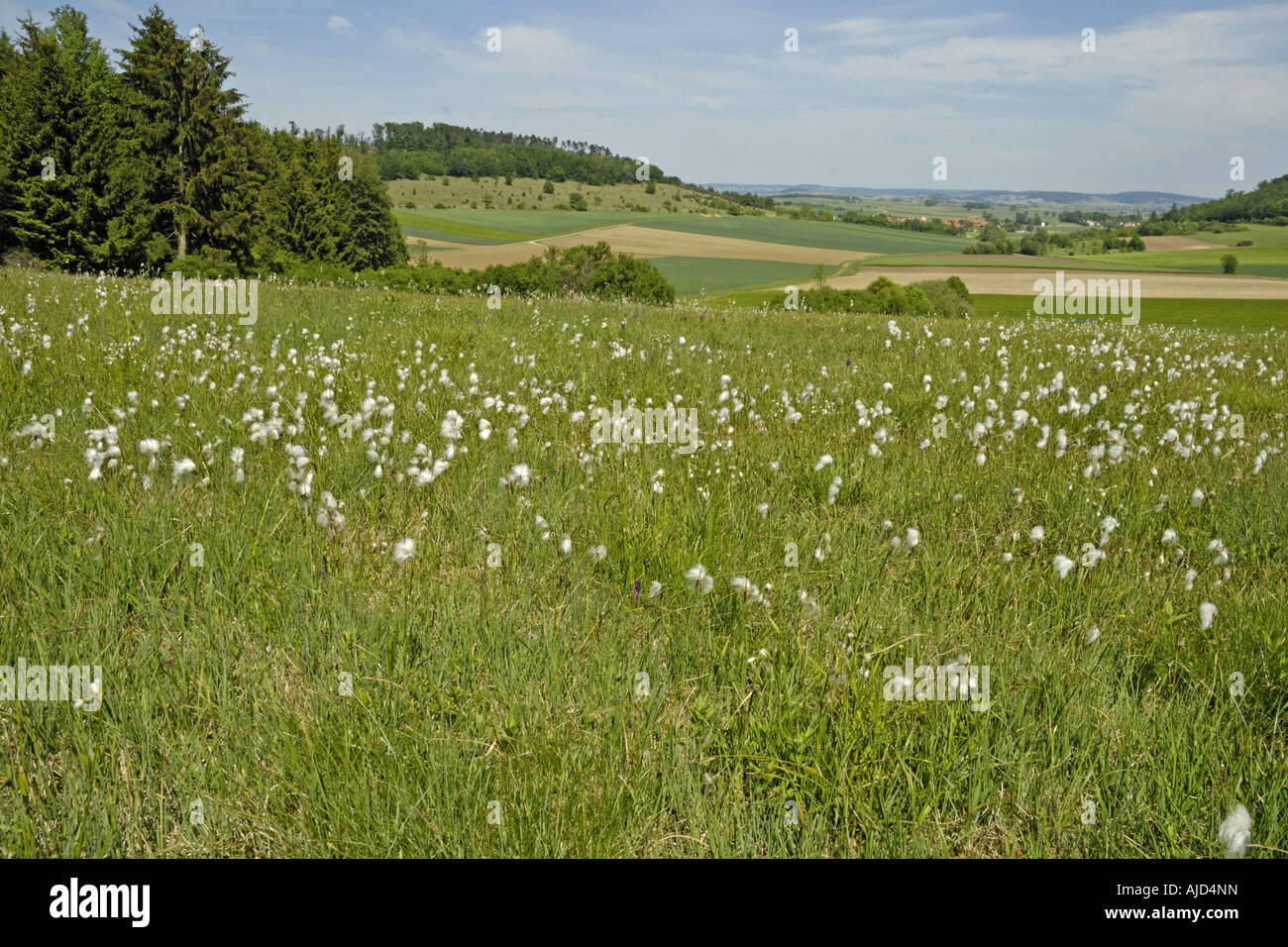 moore near Niederaltheim Ries, Germany, Bavaria, Riesa Stock Photo