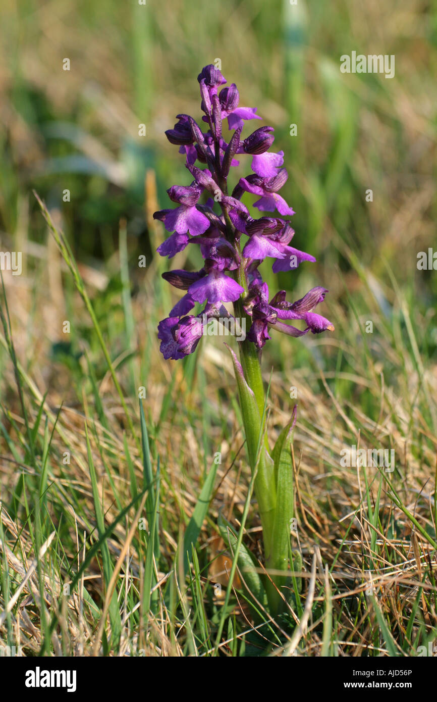green-winged orchid, green-winged meadow orchid (Orchis morio), blooming in rough meadow, Germany, Bavaria Stock Photo