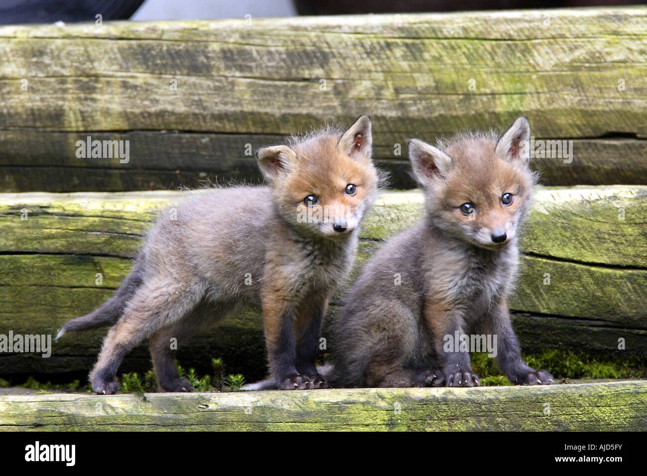 red fox (Vulpes vulpes), foxcubs in the garden, Germany, North Rhine-Westphalia Stock Photo