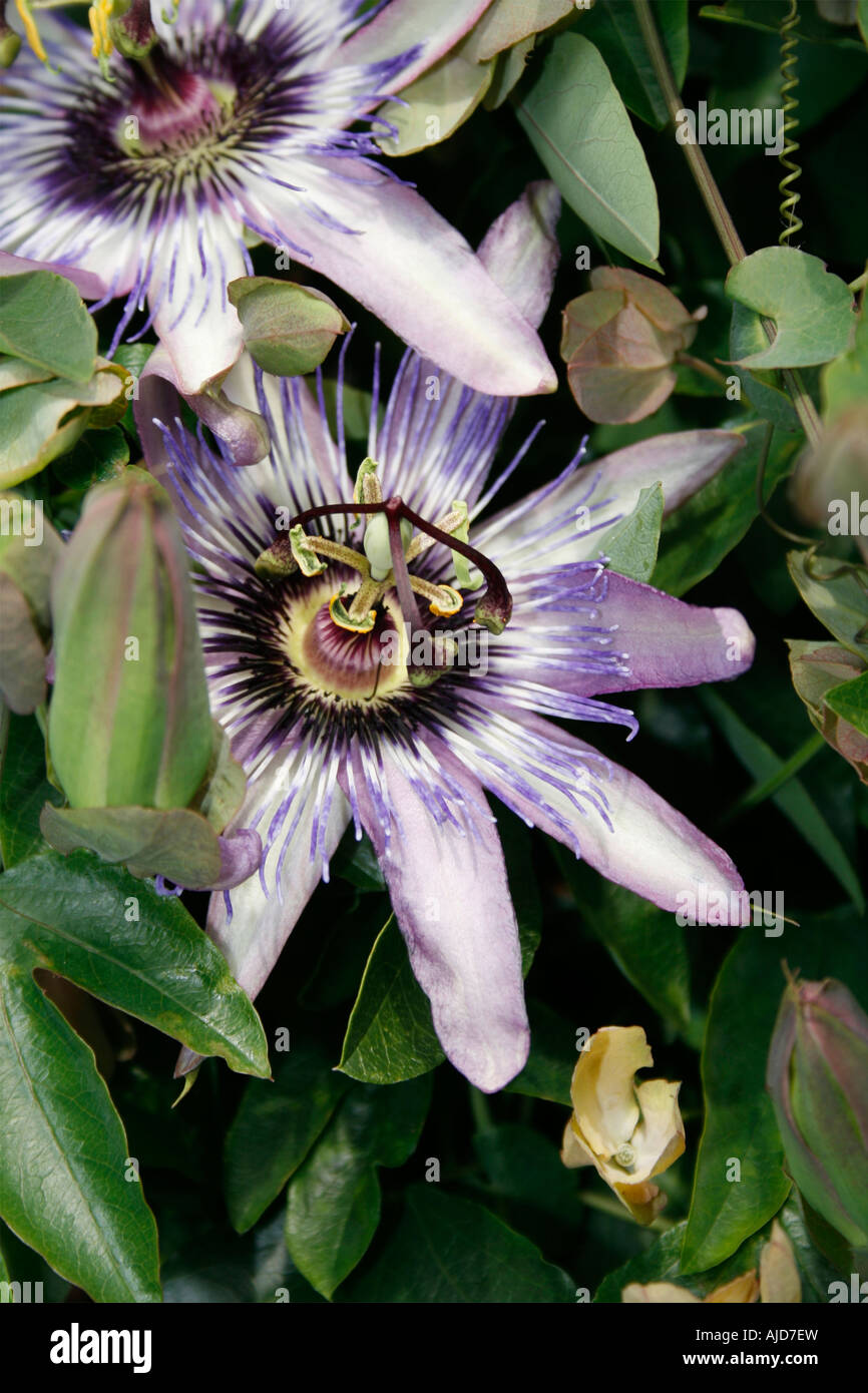 A PASSIFLORA CAERULEA passionflower against a wall in a sunny Surrey