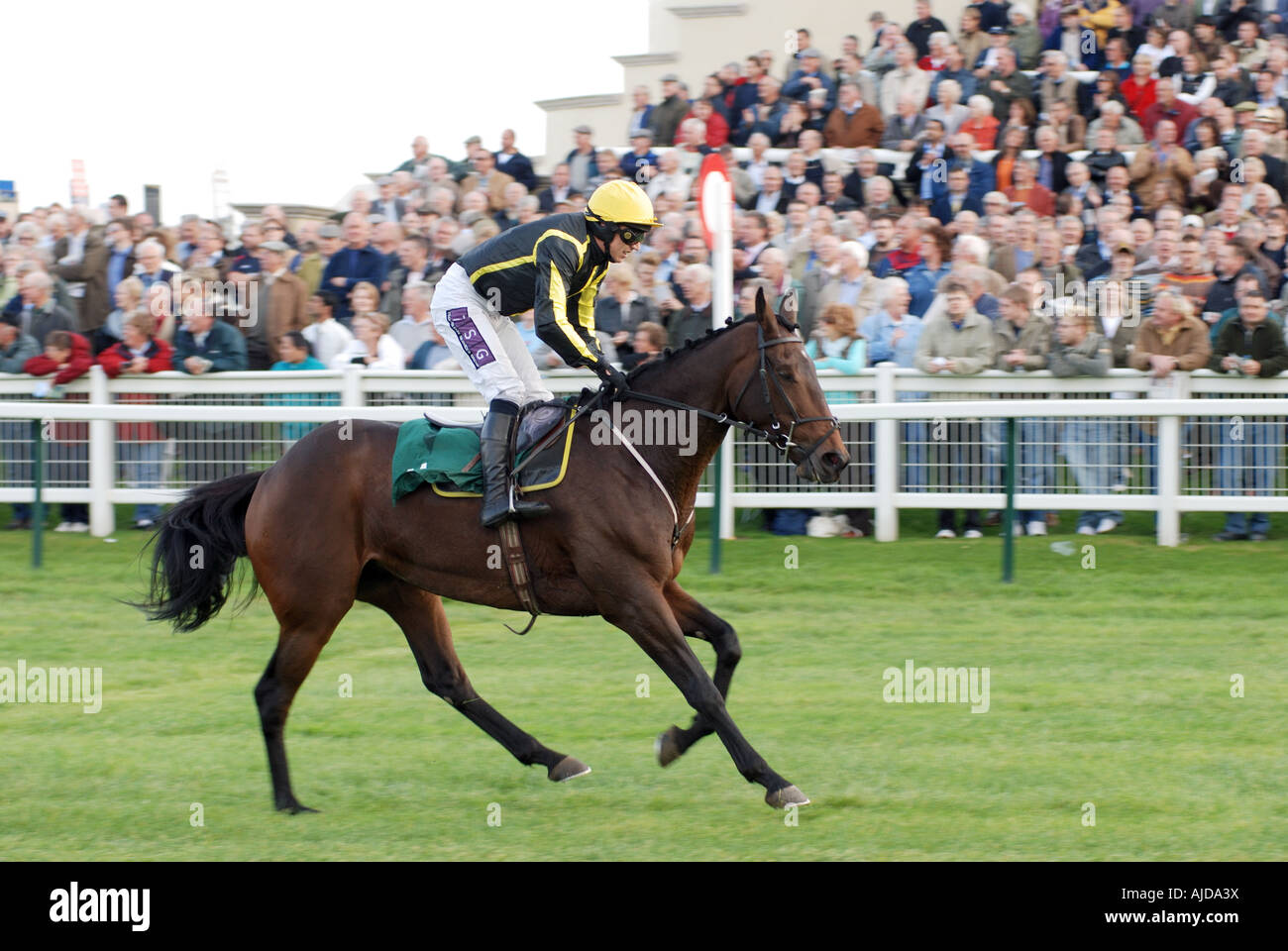 Horse winning race passing winning post, Towcester Races, Northamptonshire, England, UK Stock Photo