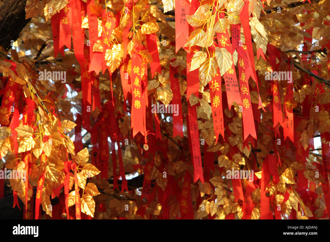 Wishing Tree in China Stock Photo