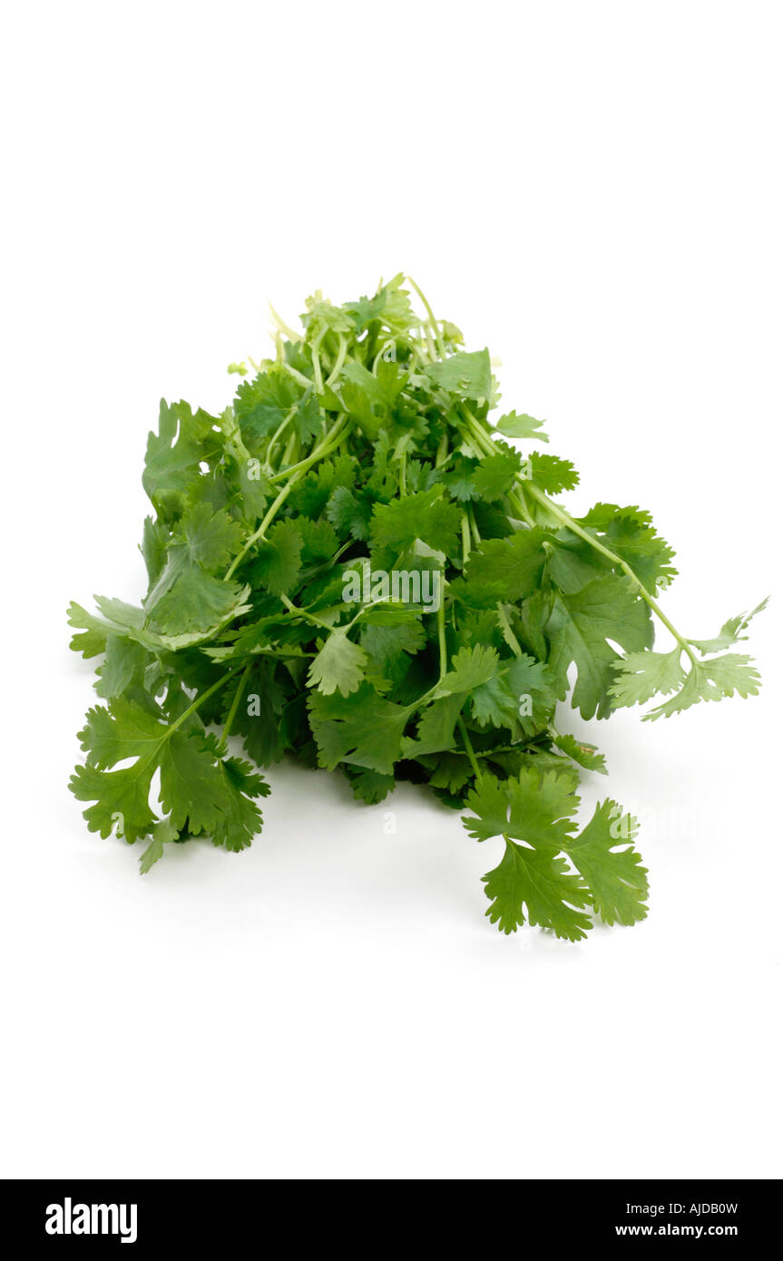 Bunch of Fresh Coriander Stock Photo Alamy