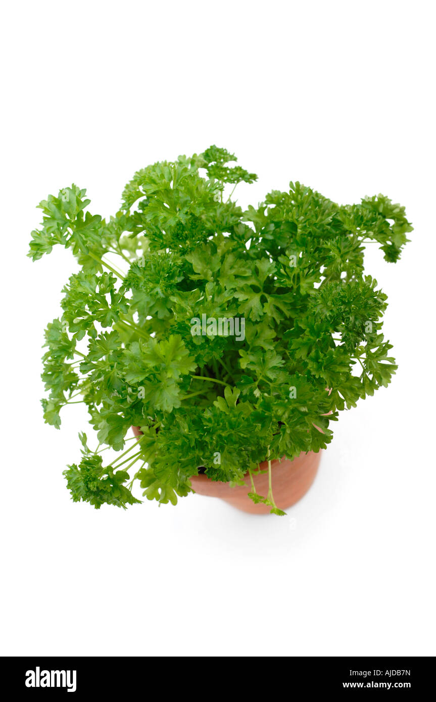 Fresh parsley growing in pot Stock Photo Alamy
