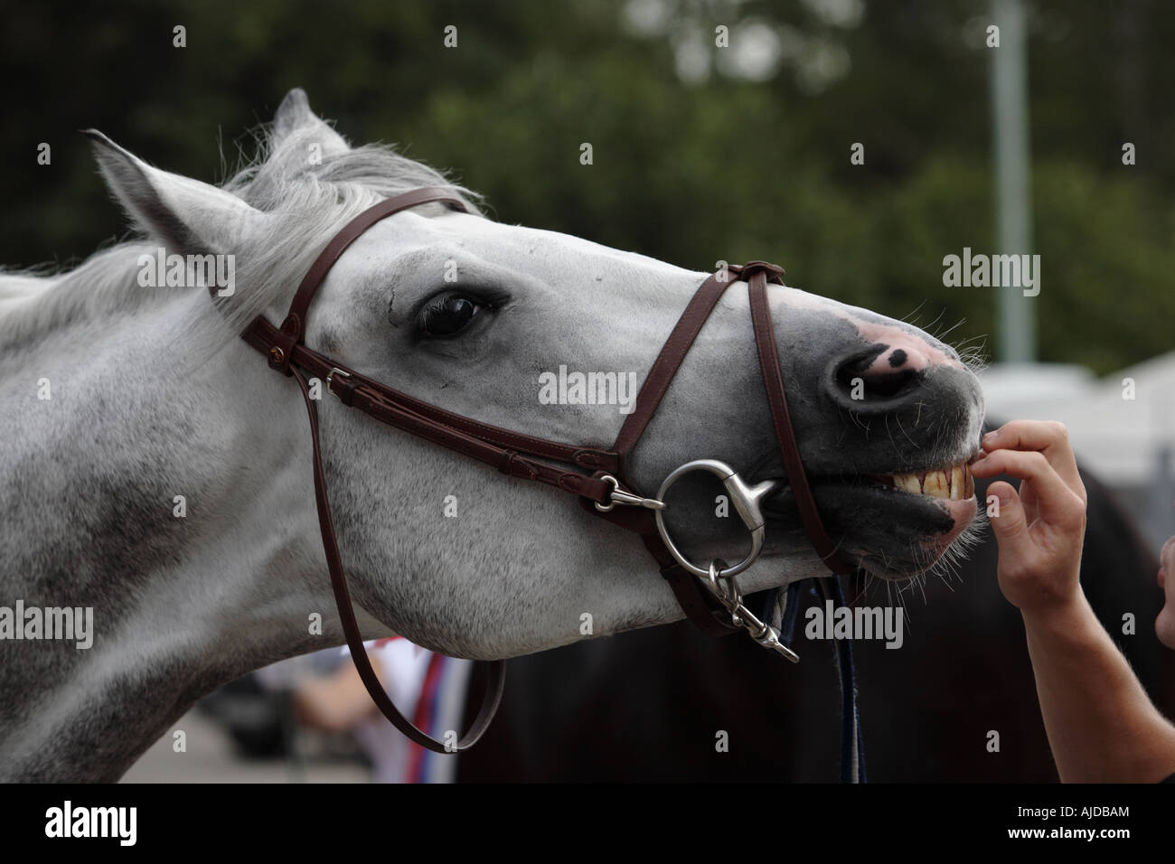 Portrait of the grey champion horse Stock Photo
