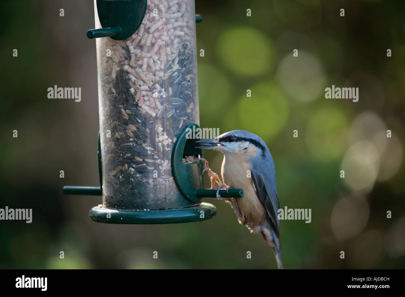 Close up of a single Nuthatch (Sitta europaea) taking seed from bird feeder in garden Stock Photo
