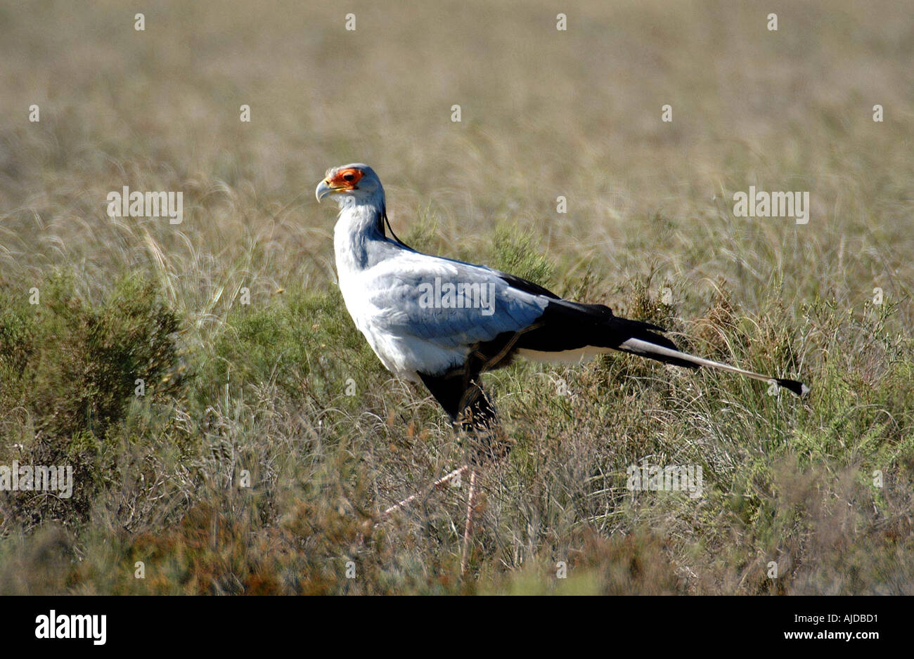 Secretary Bird Rsa Bontebok National Park Swellendam Western Cape South Africa RSA ...