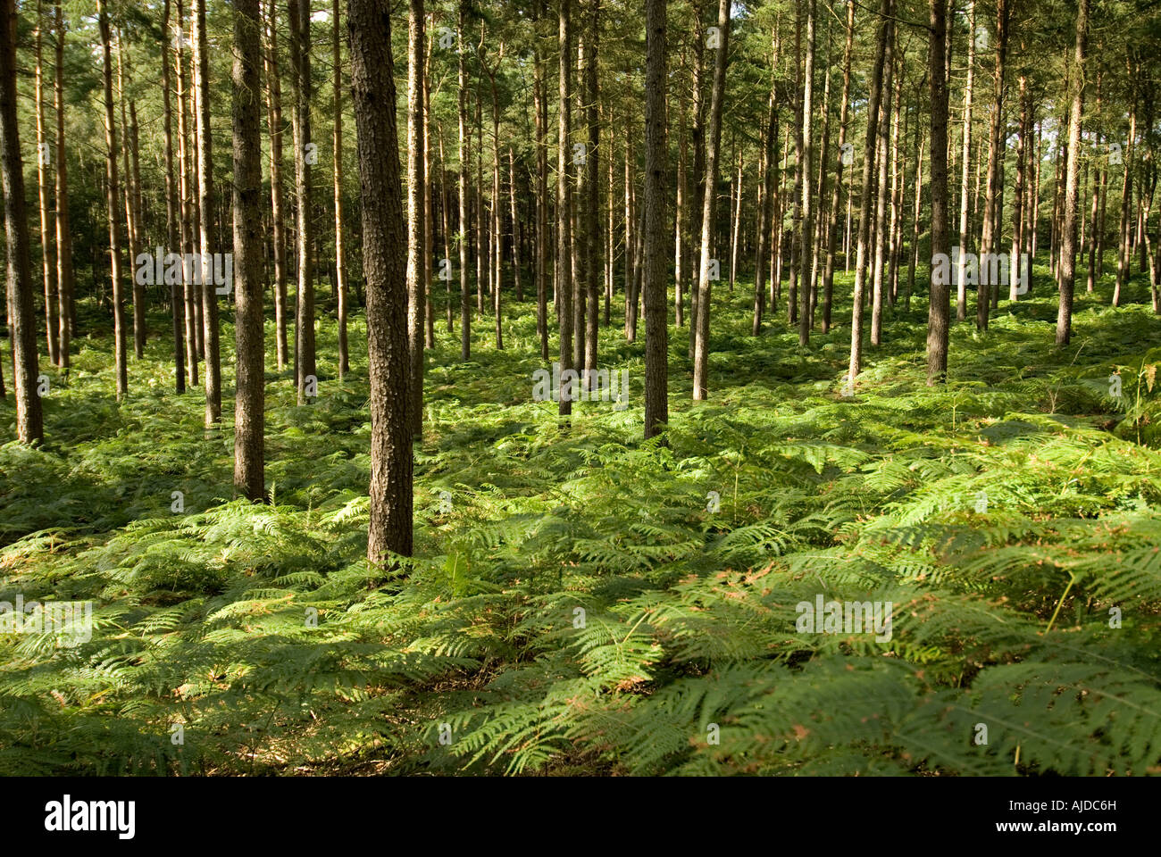 Pine forest and ferns hi-res stock photography and images - Alamy