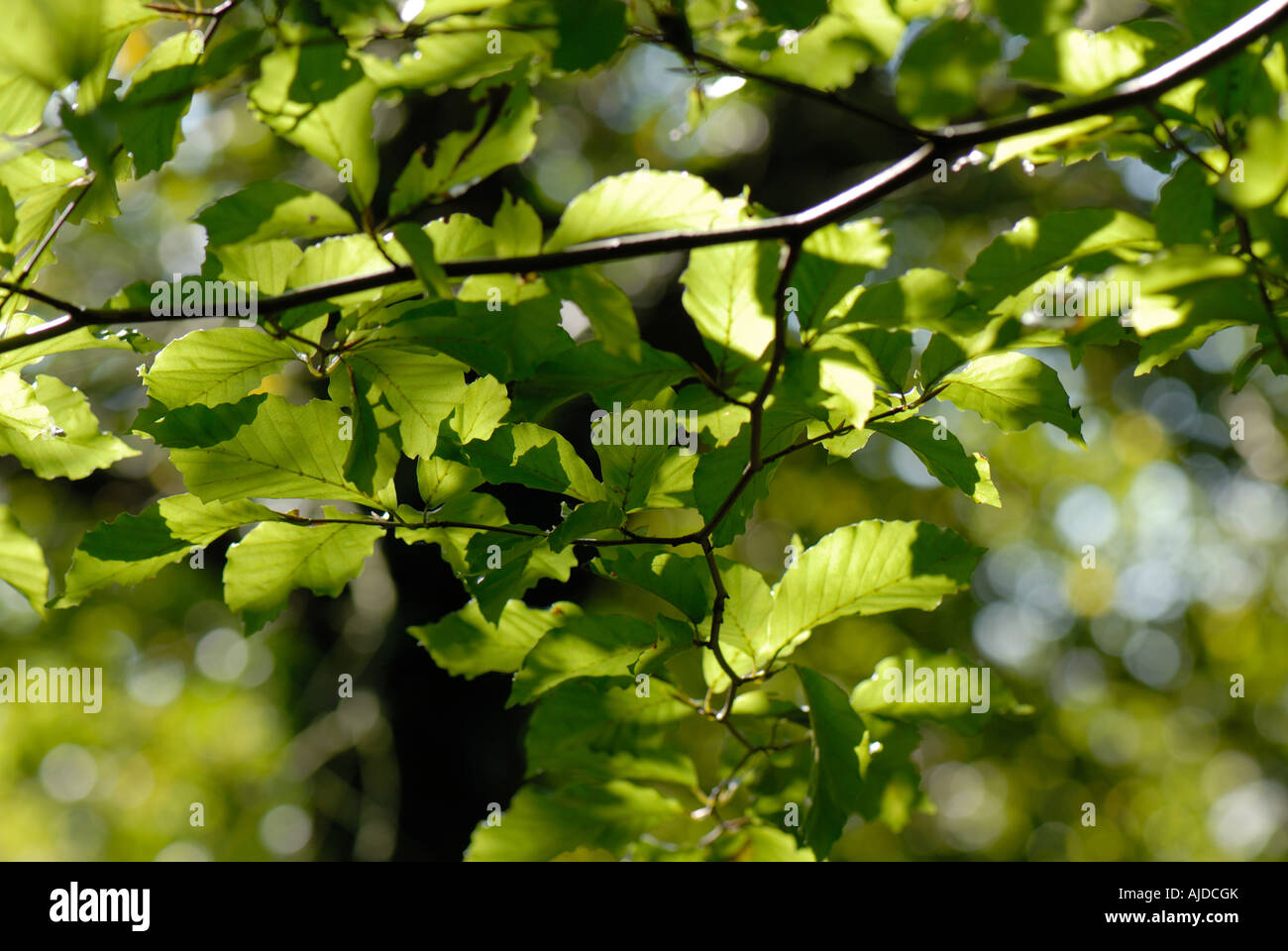Light shining through beech Fagus sylvatica leaves in summer Stock Photo