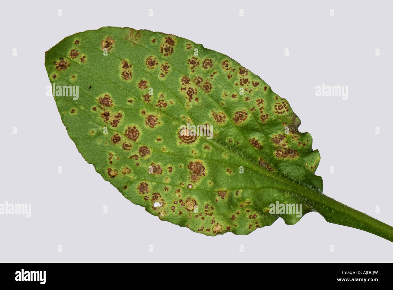 Rust Puccinia arenariae telia in concentric rings underside of a red campion Silene dioica leaf Stock Photo