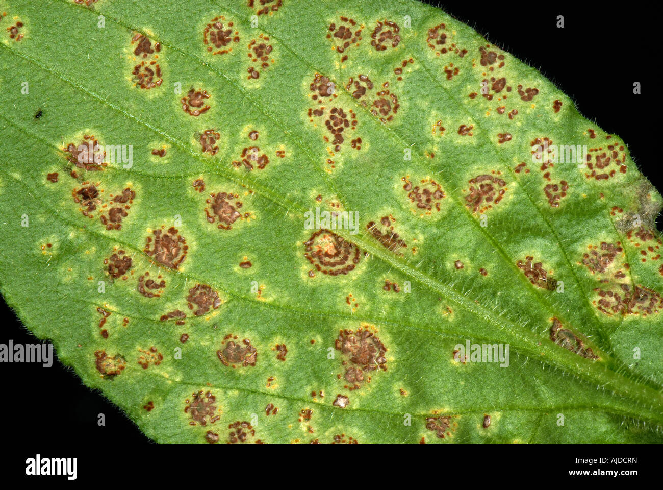 Rust Puccinia arenariae telia in concentric rings underside of a red  campion Silene dioica leaf Stock Photo - Alamy