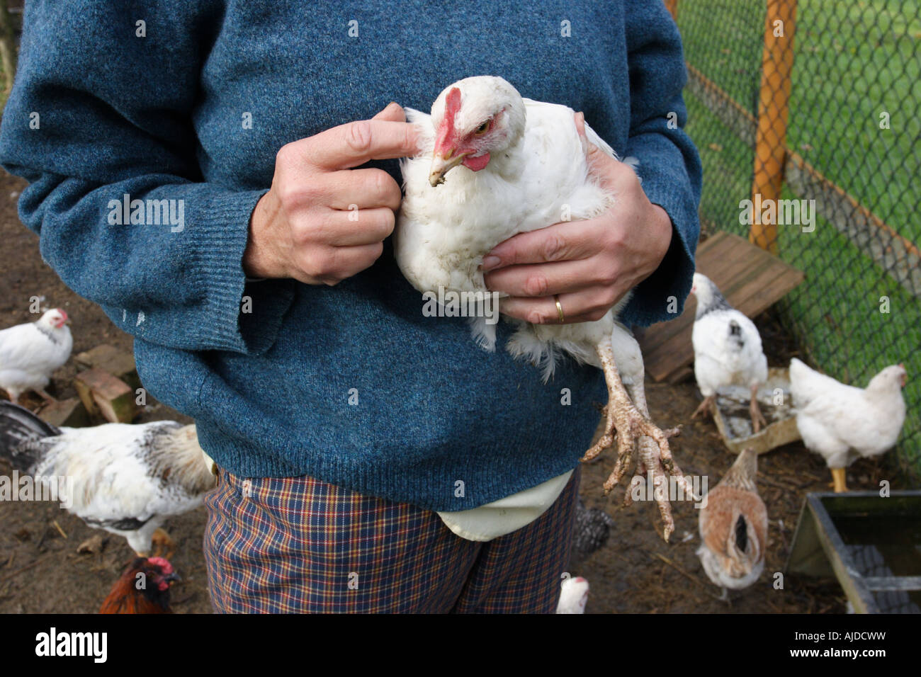 Farmer holding a white, light Sussex free-range chicken, Hampshire England. Stock Photo
