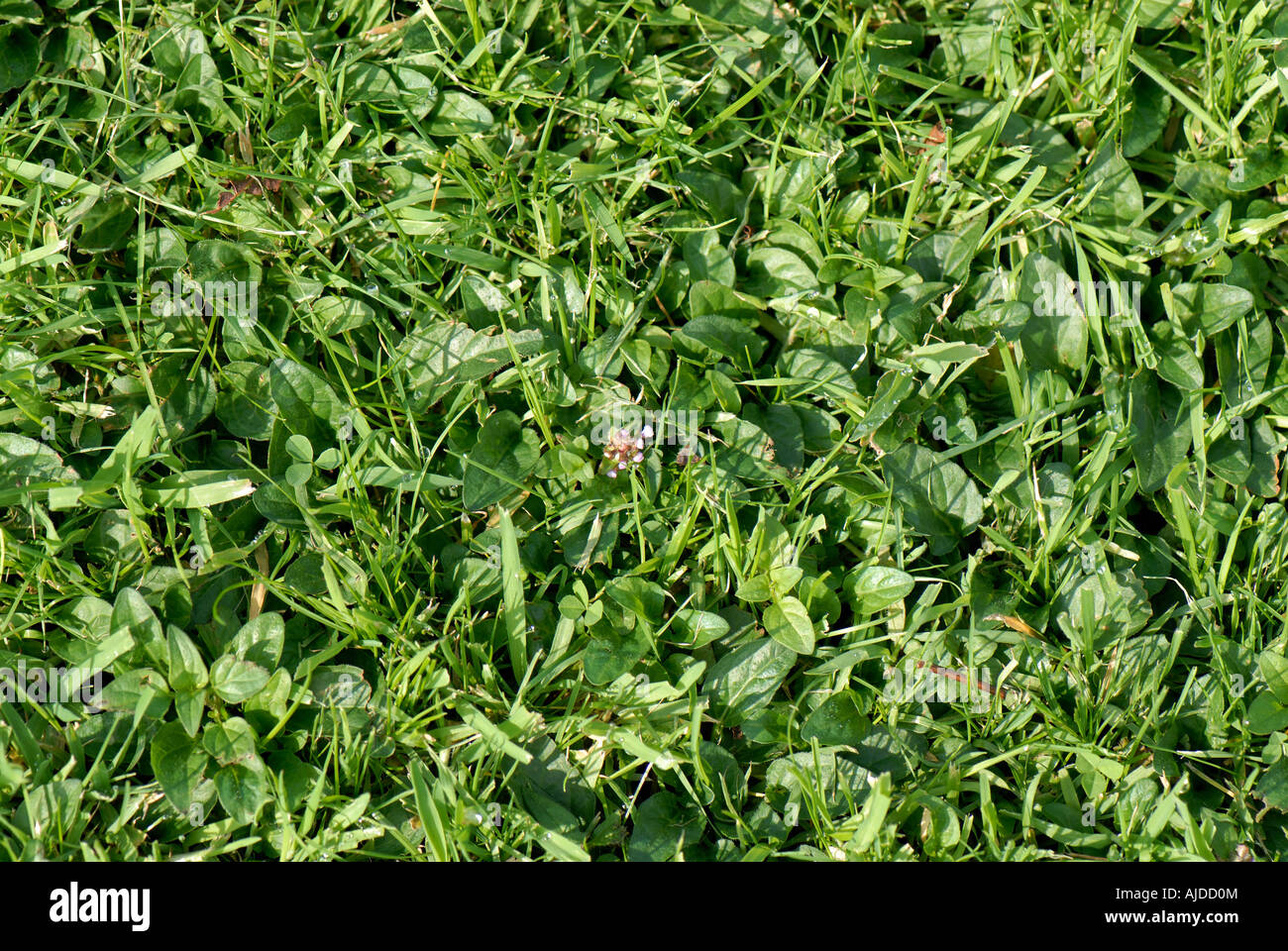 Self heal Prunella vulgaris plants in rough cut garden lawn Stock Photo