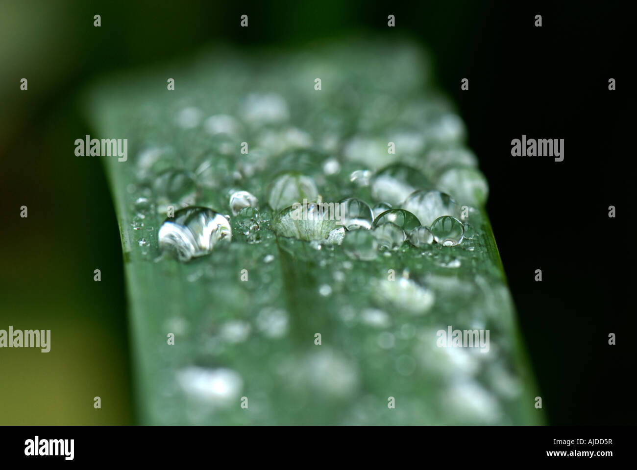 Narrow focus on rain water droplets on the leaf of a flag iris Iris pseudacorus Stock Photo