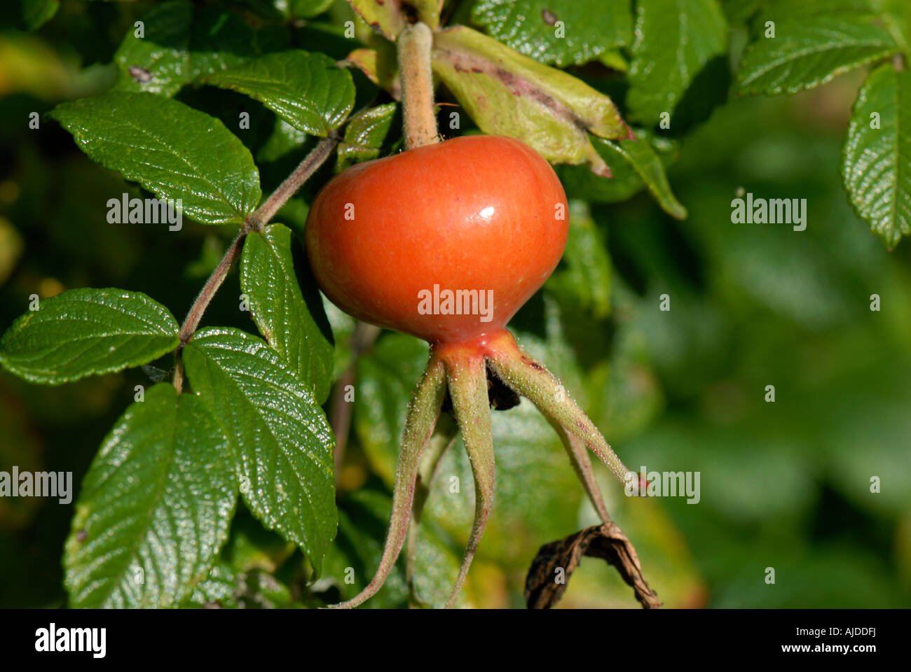 Ripe large rose hip of Rosa rugosa rubra ornamental and soursce of vitamin C in autumn Stock Photo