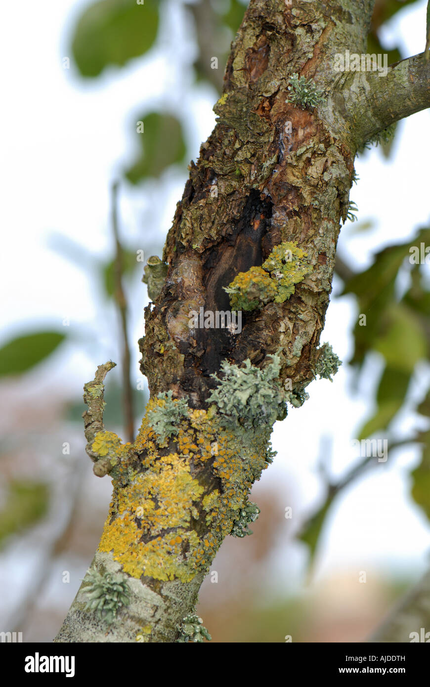 Large apple canker Neonectria ditissima lesion on a branch of an Egremont Russet tree with lichens Stock Photo