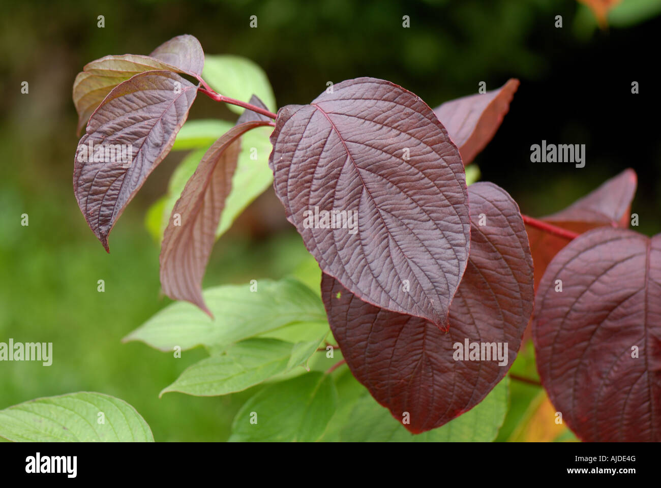 Cornus alba hires stock photography and images Alamy