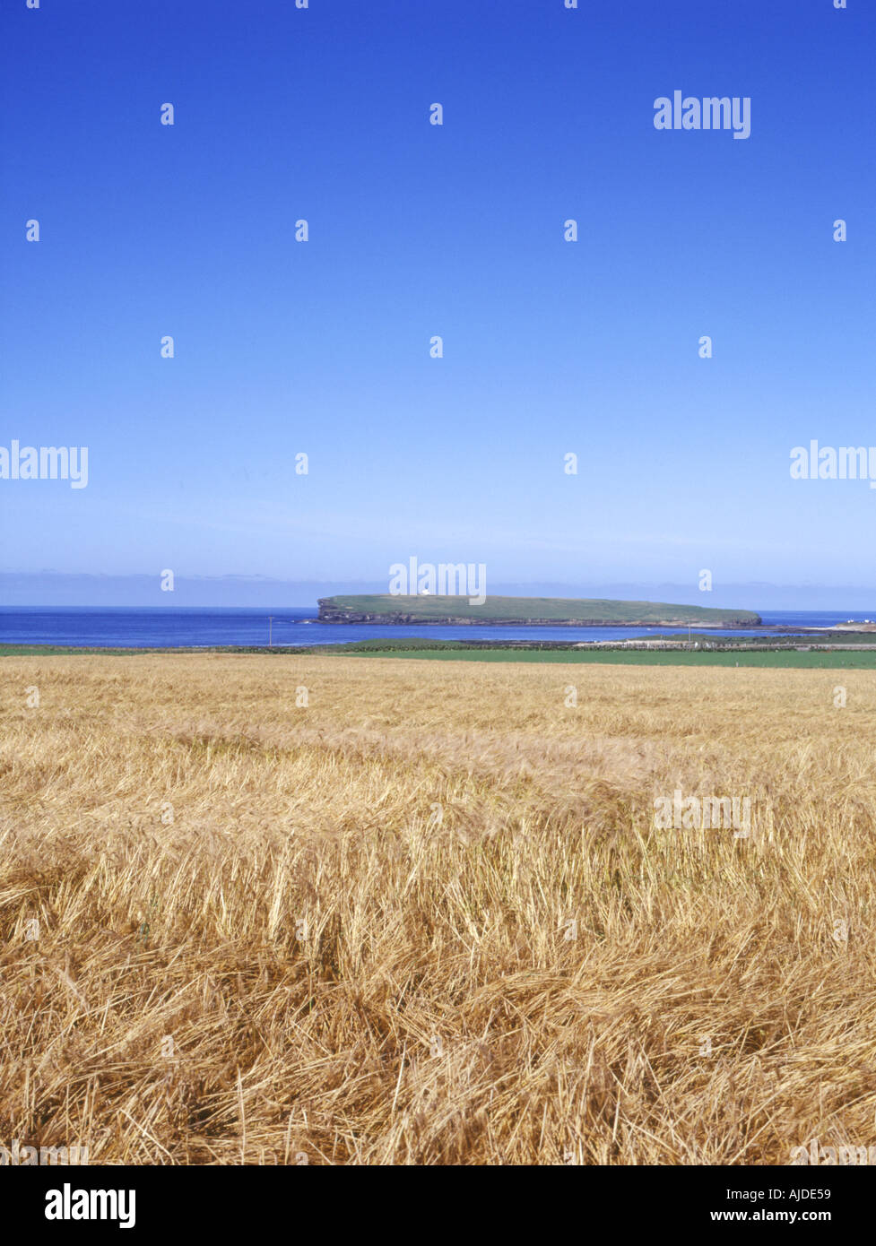 dh  BIRSAY ORKNEY Bere field Brough of Birsay Stock Photo