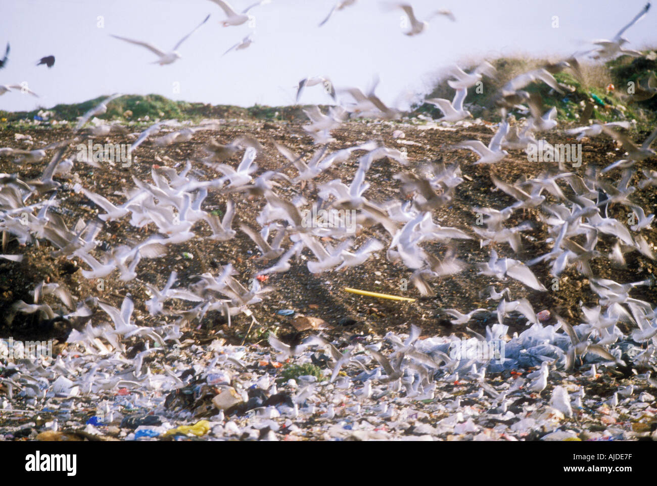 Herring gulls on landfill site South Wales UK Stock Photo