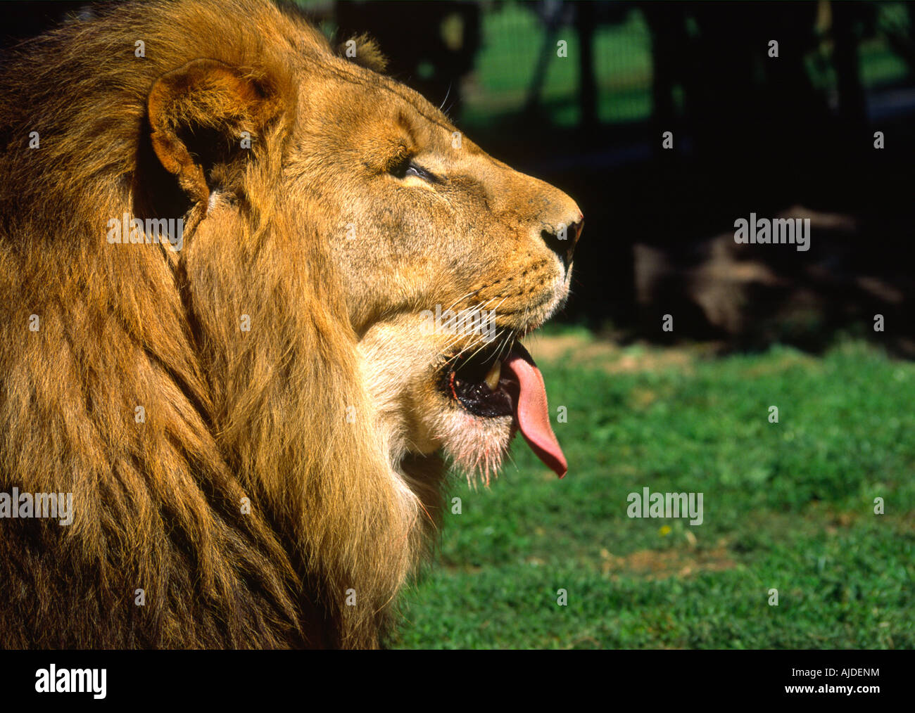 lion portrait with its tongue out Stock Photo - Alamy