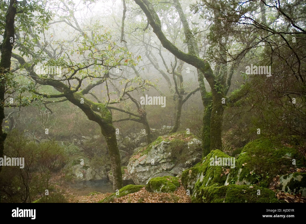 Típico bosque de niebla al Sur de España, en Los Alcornocales Stock Photo